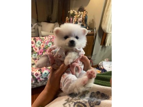 Pomeranian dişi 45 günlük