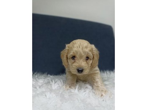 Maltipoo bebekler