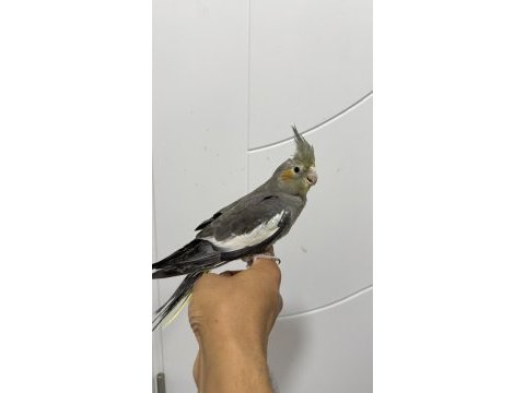 Sultan papağanı sahiplendirilecekler