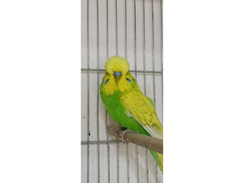 Uygunculara gelsin şov jumbo muhabbet kuşlar