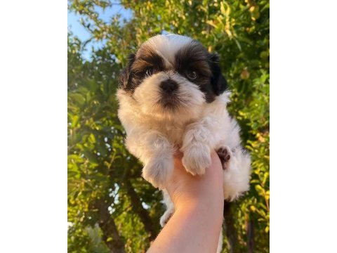Mükemmel shih tzu yavrular