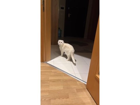 Scottish fold kedimizi sahiplendirmek istiyoruz