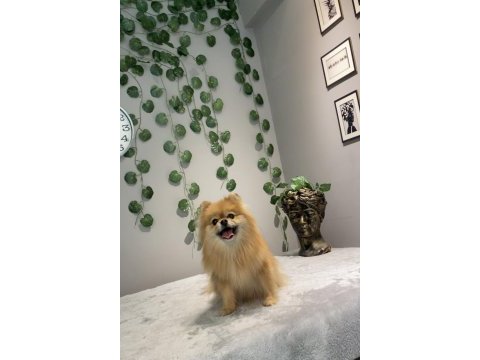 Kusursuz güzellikte yetişkin dişi pomeranian boo
