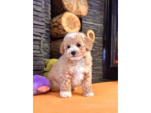 Maltipoo yavruları sizleri bekliyor  