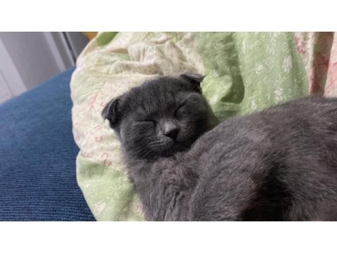 5 aylık dişi scottish fold