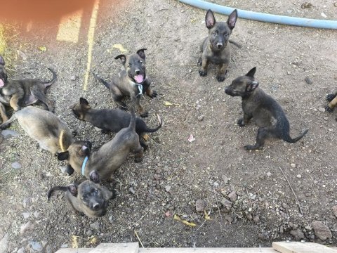 Belçika kurdu malinois