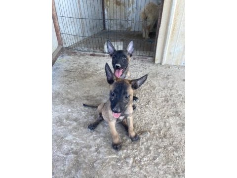 A kalite malinois yavrularımız