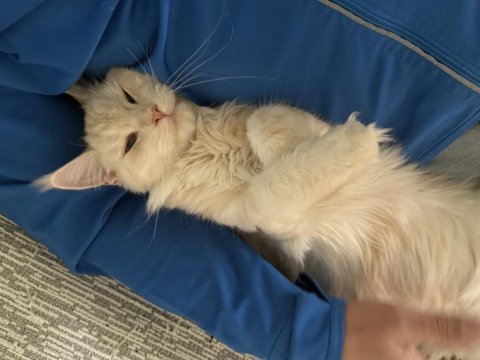 Safkan maine coon yavruları 3 aylık