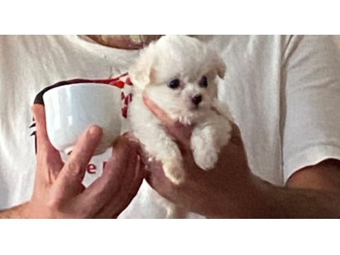 Maltese terrier sıfır numara evimin yumurcakları