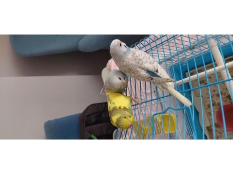 Yeni yeme düşen ev muhabbet kuşları