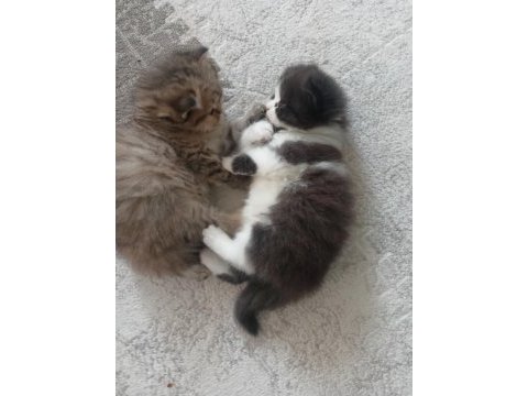 Scottish fold bebekler