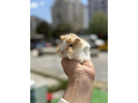 Güzel renkleri ile yavrularımız hazır
