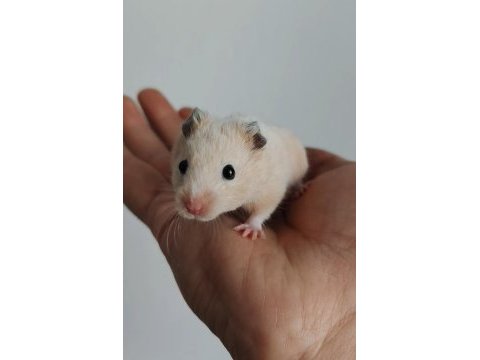 Suriye hamster bebekler