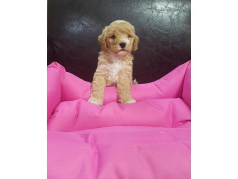 İnanılmaz güzellikte maltipoo yavrular
