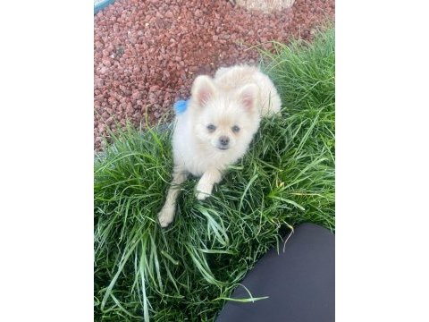 Pomeranian boo 5 aylık
