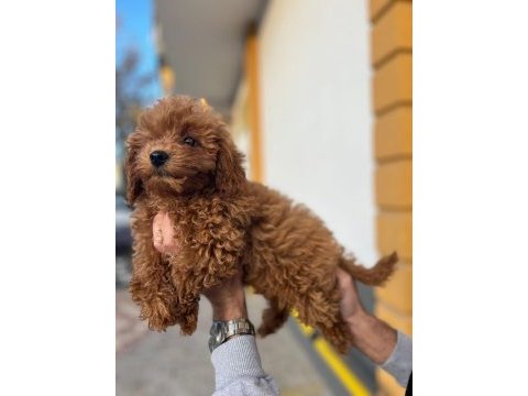 Erkek - dişi toy poodle yavrular yeni ailesini arıyor