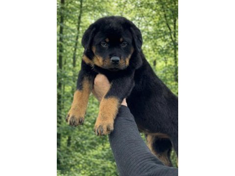 Üst kalite heybetli rottweiler yavrular