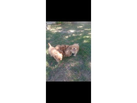 Tuvalet eğitimli maltipoo yavrular