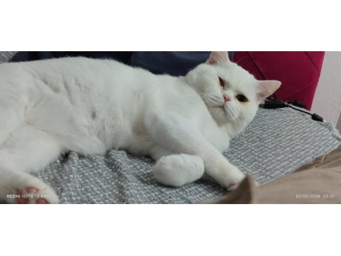 10 aylık beyazım british shorthair