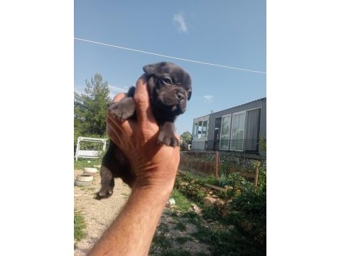 Aşılı teslim egzotik french bulldog yavrular