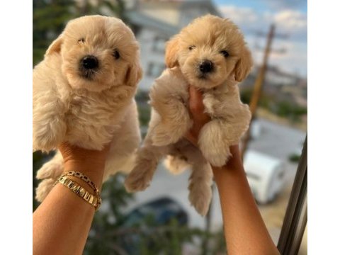 Pofuduk maltipoo köpekler