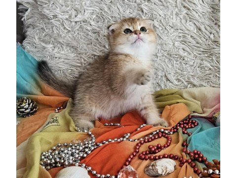 Golden scottish fold erkek bebekler