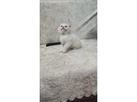 Kaliteli british shorthair