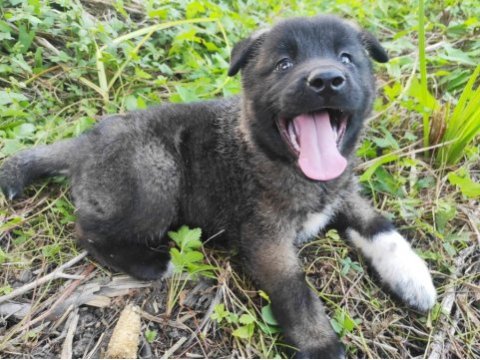 Amerikan akita yavrumuz yeni sahibini arıyor