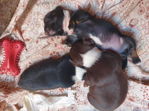 Şivava köpeğimizi sahiplendirme