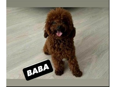Toy poodle ev ortamında