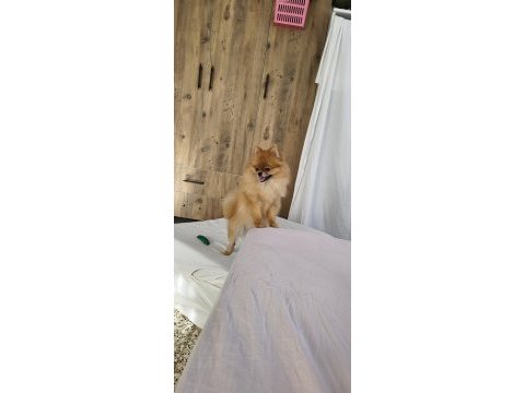 Pomeranian micro dişi