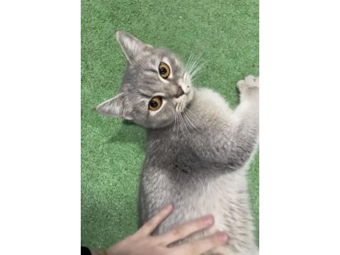 Sokakta yaşamaya çalışan cins kedimiz
