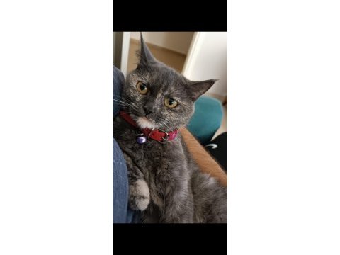 British shorthair 3 yaşında