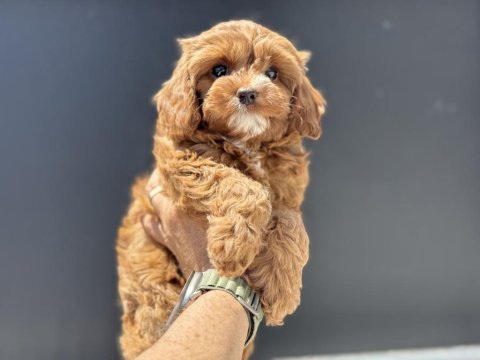 Profesyonel ruhsatlı çiftlikden maltipoo yavrular