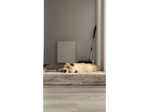 2 yaşında çin aslanı kızımızı sahiplendiriyoruz