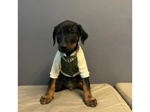King doberman yavrularımız mağazamızdan sizlerle