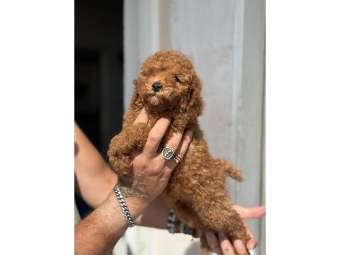 Güncel 1450 gr toy poodle kızımız