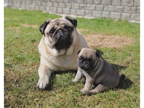 Erkek pug eğitimli