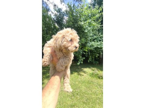 Maltipoo yavruları