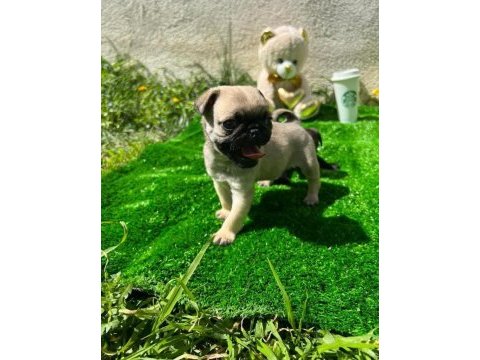 Hamburger surat gül kuyruk pug yavrular