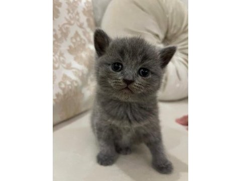 Yavru british shorthair kedimizi sahiplendirme