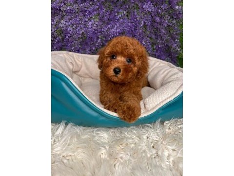 Toypoodle yavrularımız 