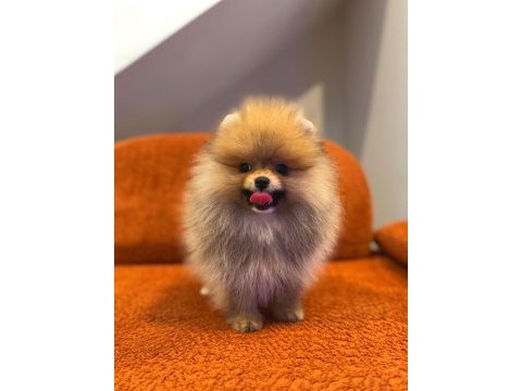 Pomeranian boo yavrularımız