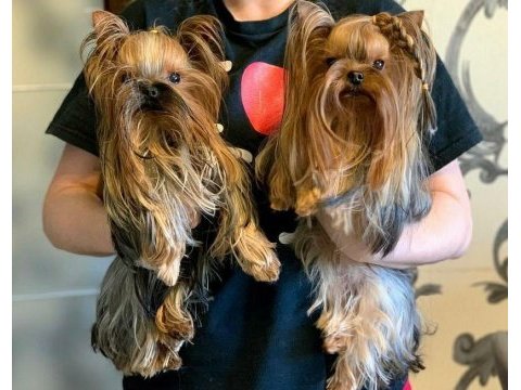 Teacup yorkshire terrier bebeklerimiz