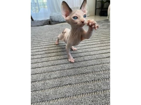 Sfenks erkek