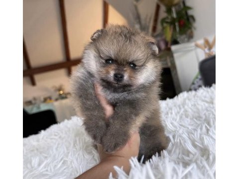 Pomeranian dişi ayı tipler