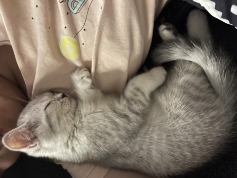 Sıcakkanlı sevimli dişi british shorthair