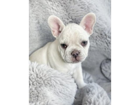 French bulldog platinum lilac