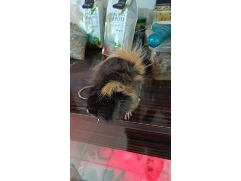 Guinea pigler