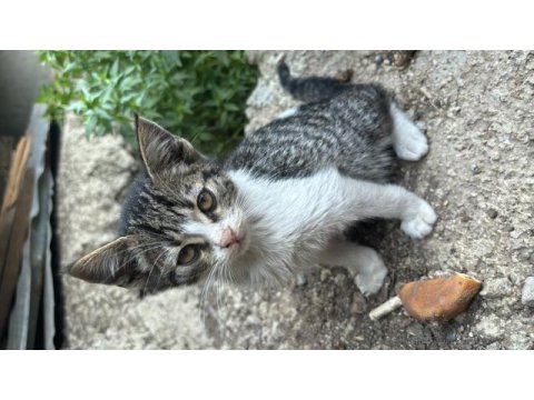 Kediye acil yuva ücretsiz